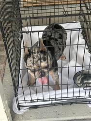 Found/Stray Male Dog last seen Palm Desert Charter Middle School, Palm Desert, CA 92260