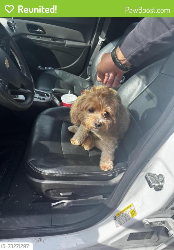 Reunited Male Dog last seen Neal Ave & Winchester in West San Jose, San Jose, CA 95128