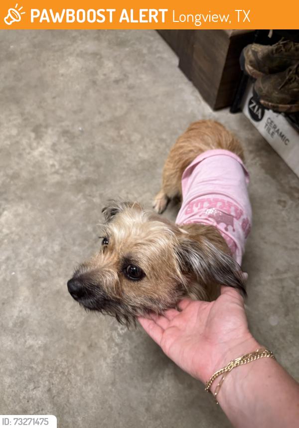 Found/Stray Female Dog last seen Near Trinity School of Texas on 8th St., Longview, TX 75601
