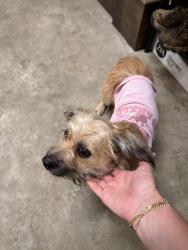 Found/Stray Female Dog last seen Near Trinity School of Texas on 8th St., Longview, TX 75601
