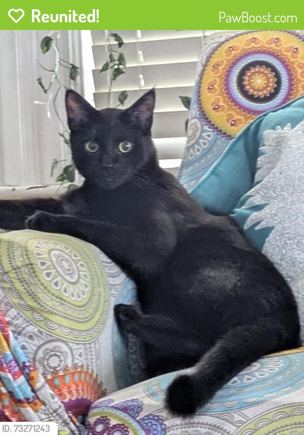 Reunited Male Cat last seen Near Dartmouth St, Everett, MA 02149, USA, Everett, MA 02149