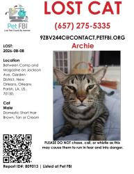 Lost Male Cat last seen Jackson Ave between Camp and Magazine Streets, New Orleans, LA 70130