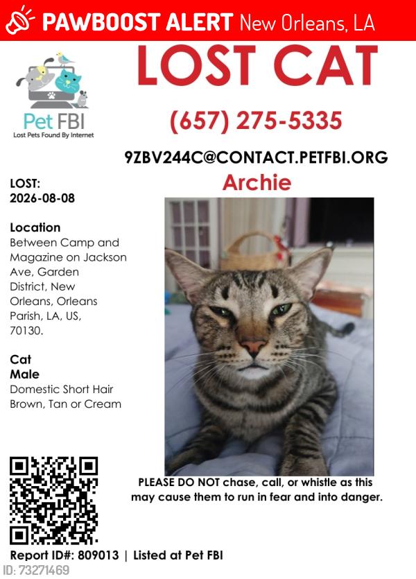 Lost Male Cat last seen Jackson Ave between Camp and Magazine Streets, New Orleans, LA 70130