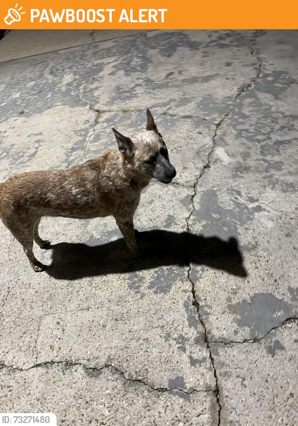 Found/Stray Female Dog last seen Davis rd Adams rd, Tangipahoa Parish, LA 70403