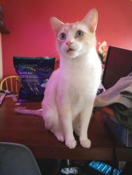 Lost Male Cat last seen On Templevale Road NE, Calgary, AB T1Y 4V9