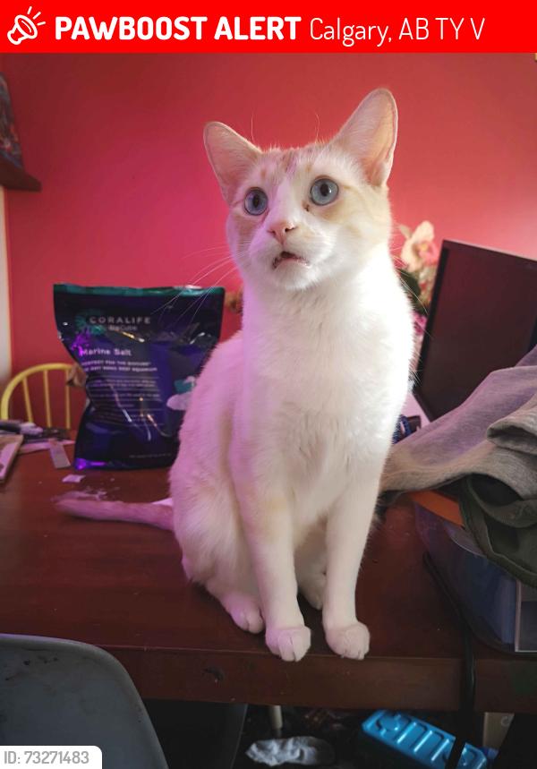 Lost Male Cat last seen On Templevale Road NE, Calgary, AB T1Y 4V9