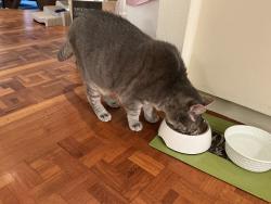 Reunited Male Cat last seen Mooring Road and Pt San Pedro Road, San Rafael, CA 94901