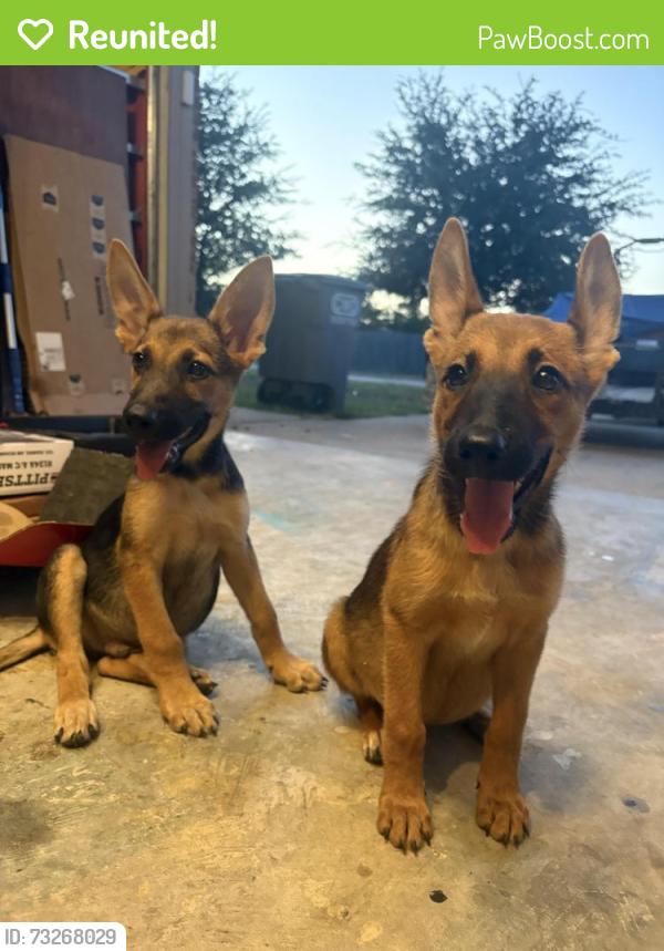 Reunited Unknown Dog last seen Windmill farms blvd and Brown Middle, Forney, TX 75126