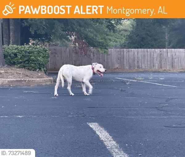 Found/Stray Unknown Dog last seen Eastern Hills Baptist Church, Montgomery, AL 36109