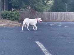Found/Stray Unknown Dog last seen Eastern Hills Baptist Church, Montgomery, AL 36109