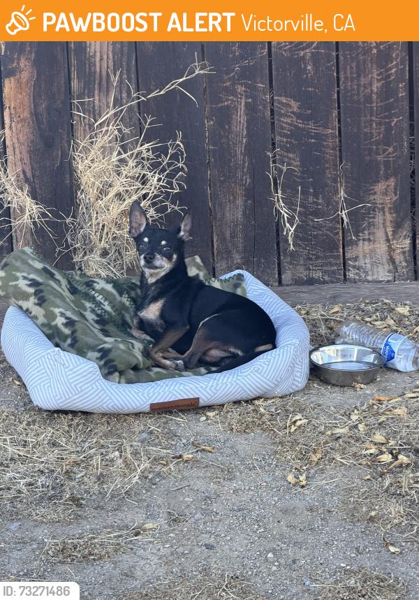 Found/Stray Unknown Dog last seen Nearby Address: 13799 Misty Path, Victorville, CA 92392 (On the side of this home near the road on the side walk), Victorville, CA 92392