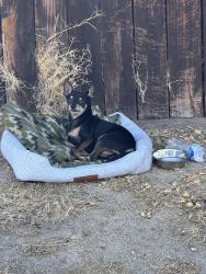 Found/Stray Unknown Dog last seen Nearby Address: 13799 Misty Path, Victorville, CA 92392 (On the side of this home near the road on the side walk), Victorville, CA 92392
