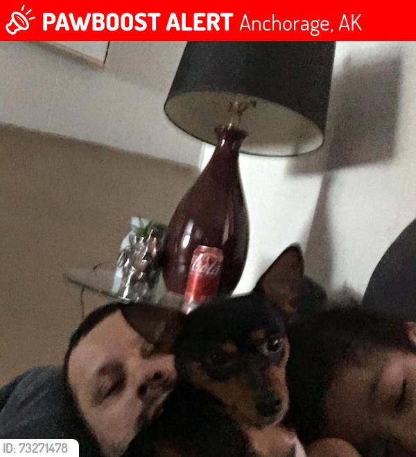Lost Female Dog last seen Cross the street from tow japanis restaurant, Anchorage, AK 99504