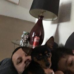 Lost Female Dog last seen Cross the street from tow japanis restaurant, Anchorage, AK 99504