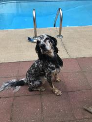 Lost Male Dog last seen 15/501aberdeen rd and Silverhill road, Laurinburg, NC 28352