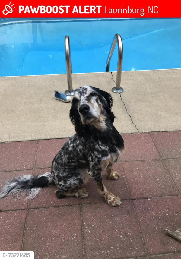 Lost Male Dog last seen 15/501aberdeen rd and Silverhill road, Laurinburg, NC 28352