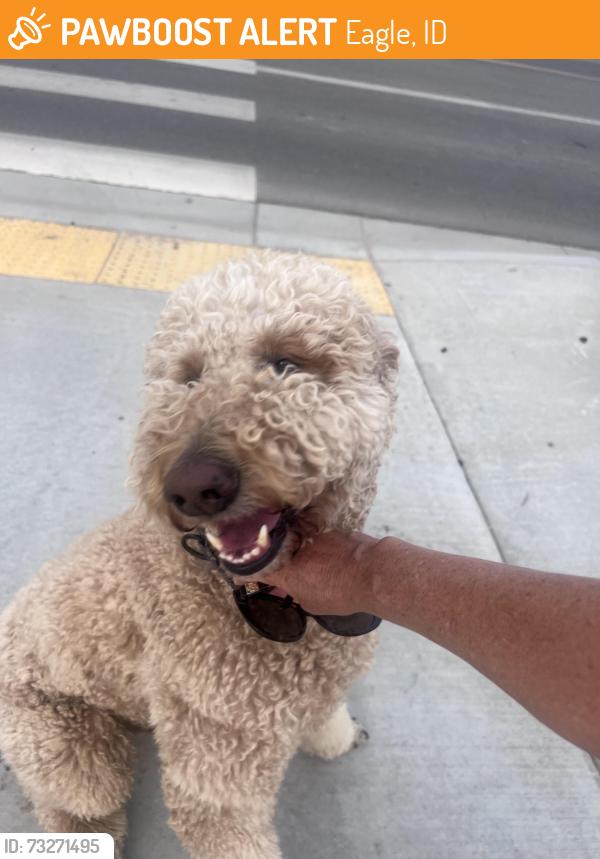 Found/Stray Male Dog last seen Palmer Rd, Eagle, ID 83669