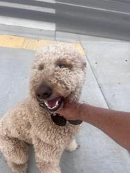 Found/Stray Male Dog last seen Palmer Rd, Eagle, ID 83669