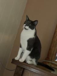 Reunited Male Cat last seen Near homes on Mountain View, Desert Hot Springs, CA 92240