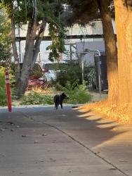 Found/Stray Unknown Dog last seen Near S 3300 E Millcreek. By Toasters parking lot, Salt Lake City, UT 84106