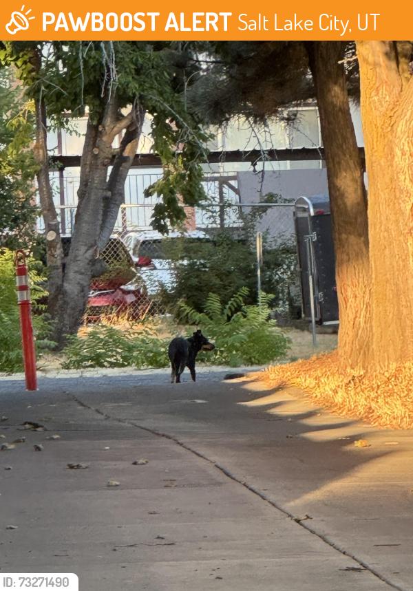 Found/Stray Unknown Dog last seen Near S 3300 E Millcreek. By Toasters parking lot, Salt Lake City, UT 84106