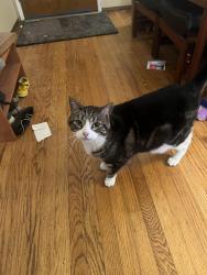 Reunited Male Cat last seen Eastridge Cir. & Gateway, Pacifica, CA 94044