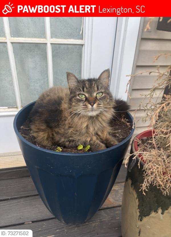 Lost Female Cat last seen Near Oliver metz rd/ Baron rd, Lexington, SC 29072