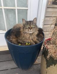 Lost Female Cat last seen Near Oliver metz rd/ Baron rd, Lexington, SC 29072