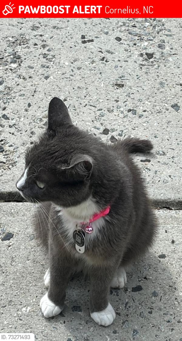 Lost Female Cat last seen Caldwell Station, Cornelius, NC 28031