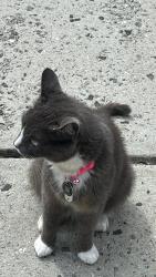 Lost Female Cat last seen Caldwell Station, Cornelius, NC 28031