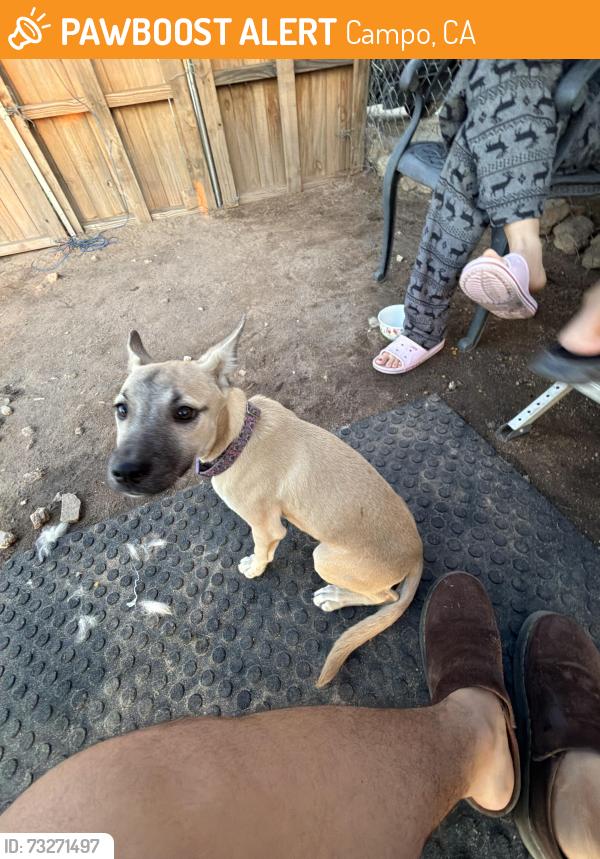 Found/Stray Female Dog last seen Golden acorn casino, Campo, CA 91906