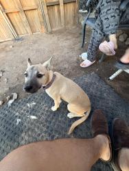 Found/Stray Female Dog last seen Golden acorn casino, Campo, CA 91906