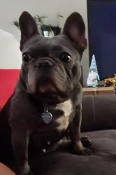 Reunited Female Dog last seen Near moongate terrace deltona, fl, Deltona, FL 32725