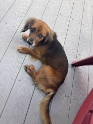 Found/Stray Male Dog last seen Alleyway between Ave A & Ave B off the Esplande Redondo Beach, Redondo Beach, CA 90277