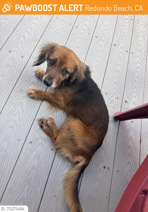 Found/Stray Male Dog last seen Alleyway between Ave A & Ave B off the Esplande Redondo Beach, Redondo Beach, CA 90277
