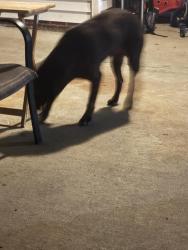 Found/Stray Male Dog last seen Wicker Street, Sanford, NC 27330