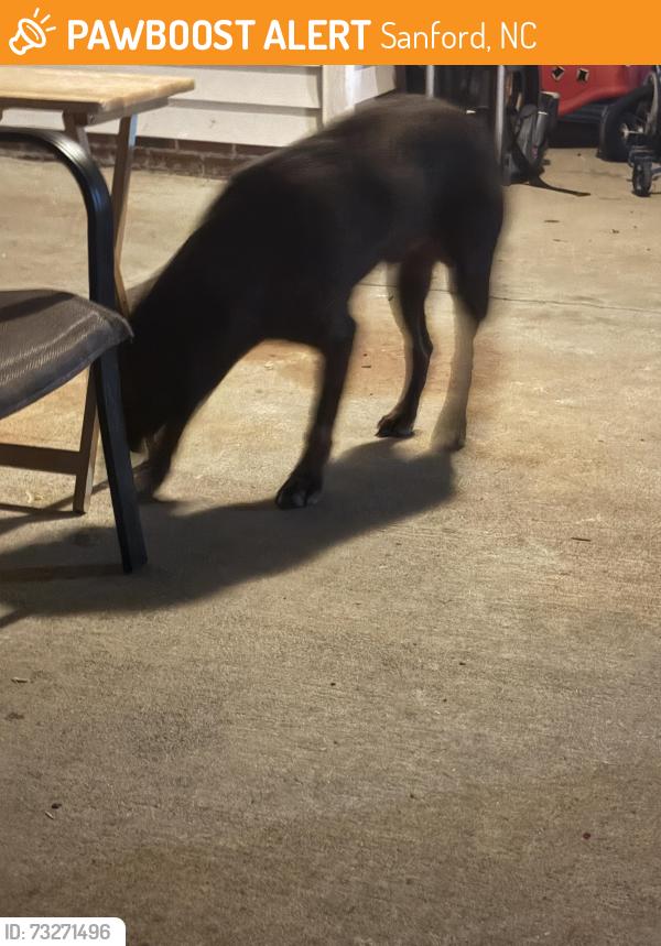 Found/Stray Male Dog last seen Wicker Street, Sanford, NC 27330