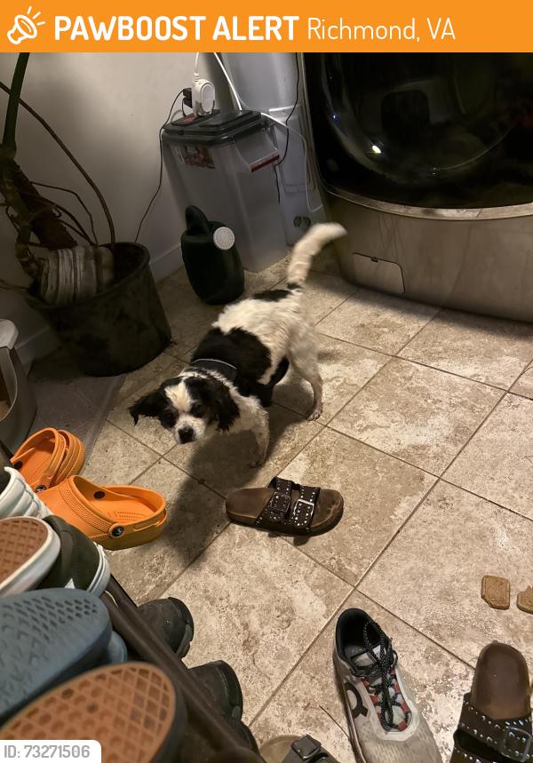 Found/Stray Female Dog last seen Twilight ln, Richmond, VA 23235