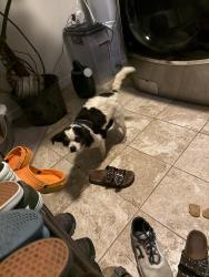 Found/Stray Female Dog last seen Twilight ln, Richmond, VA 23235