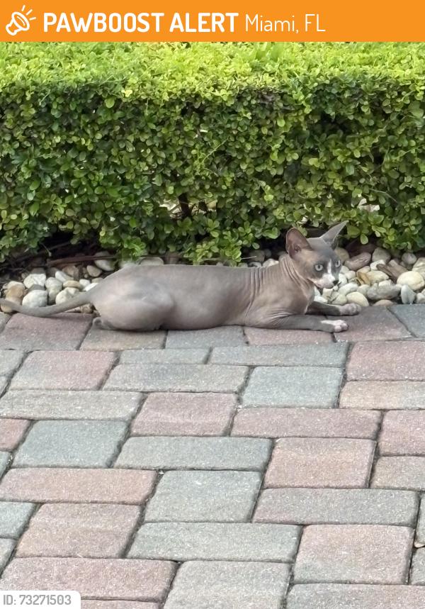 Found/Stray Unknown Cat last seen 78th Ave & SW 21 Terr, Miami, FL 33155