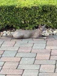 Found/Stray Unknown Cat last seen 78th Ave & SW 21 Terr, Miami, FL 33155