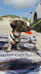 Lost Male Dog last seen Shadow Canyon Dr, Bandera Rd, Helotes, TX 78023