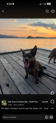 Lost Female Dog last seen Home, North Little Rock, AR 72118
