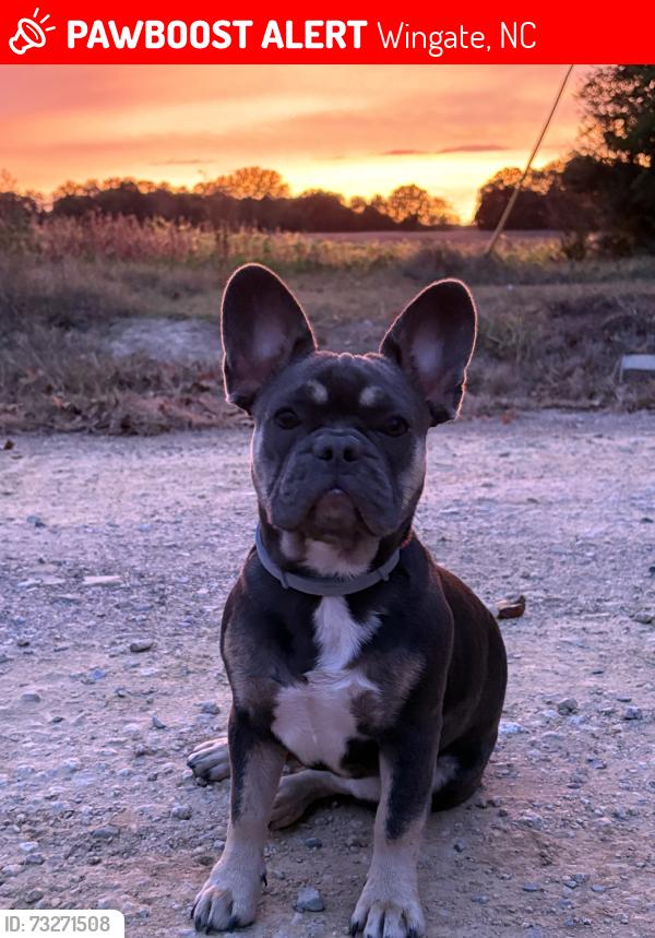 Lost Female Dog last seen Belk Mill Rd, Old Pageland Monroe Rd, Wingate, NC 28174