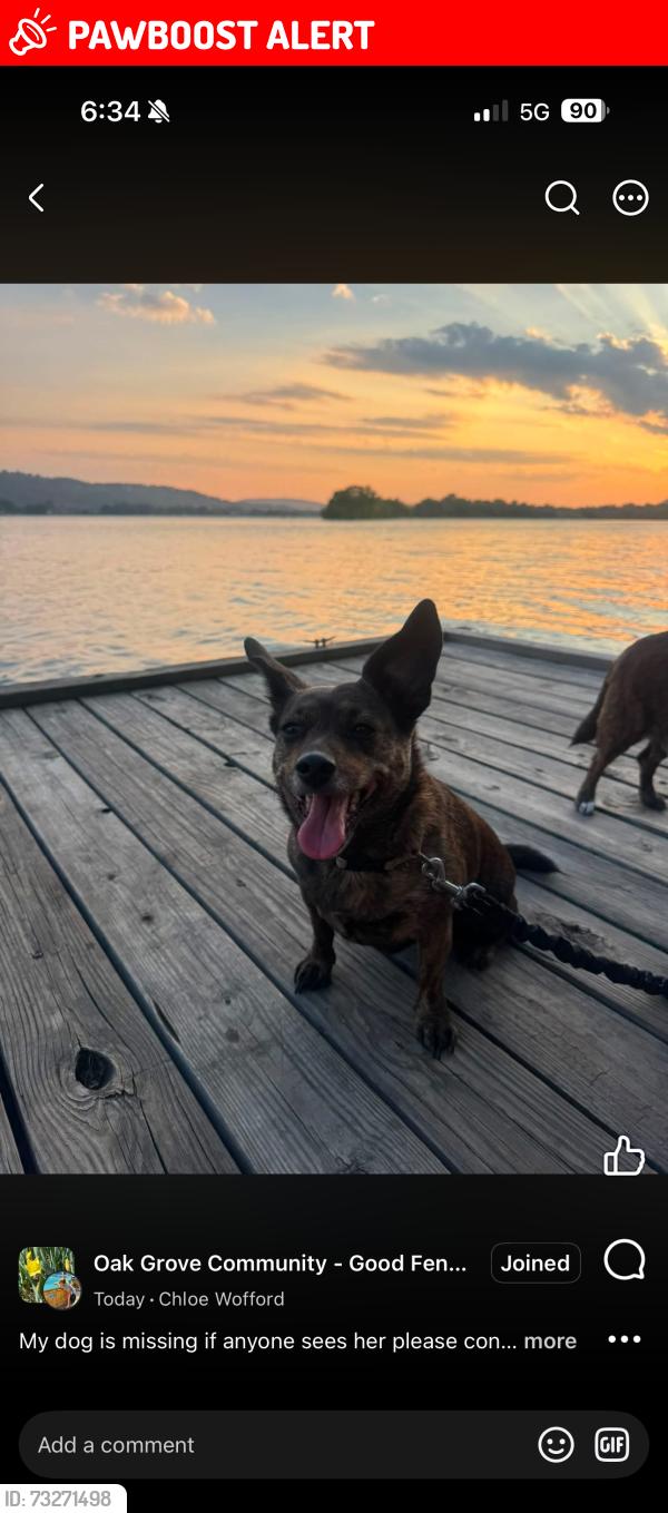 Lost Female Dog last seen Home, North Little Rock, AR 72118