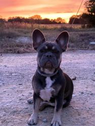 Lost Female Dog last seen Belk Mill Rd, Old Pageland Monroe Rd, Wingate, NC 28174
