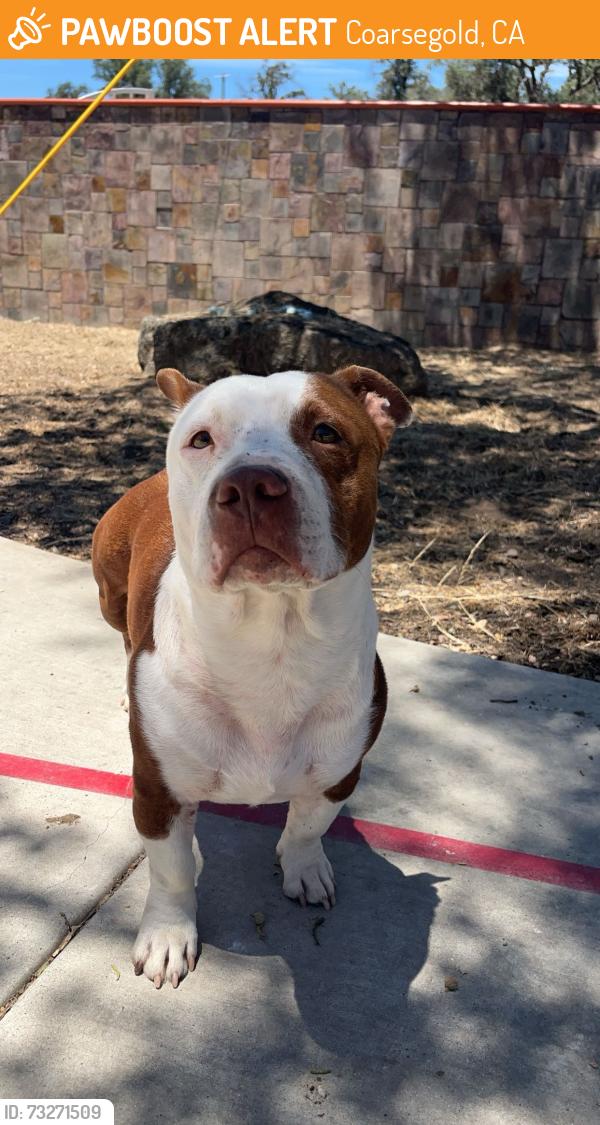 Found/Stray Male Dog last seen Riverknolls, Coarsegold, CA 93614