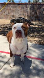 Found/Stray Male Dog last seen Riverknolls, Coarsegold, CA 93614