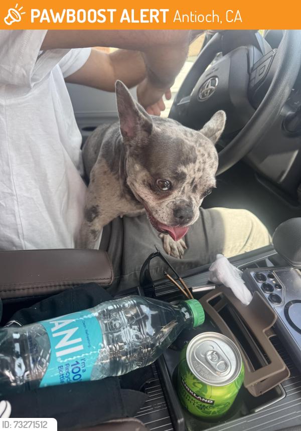 Found/Stray Female Dog last seen Prewett Ranch Dr/mesa ridge dr, Antioch, CA 94531