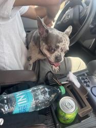 Found/Stray Female Dog last seen Prewett Ranch Dr/mesa ridge dr, Antioch, CA 94531